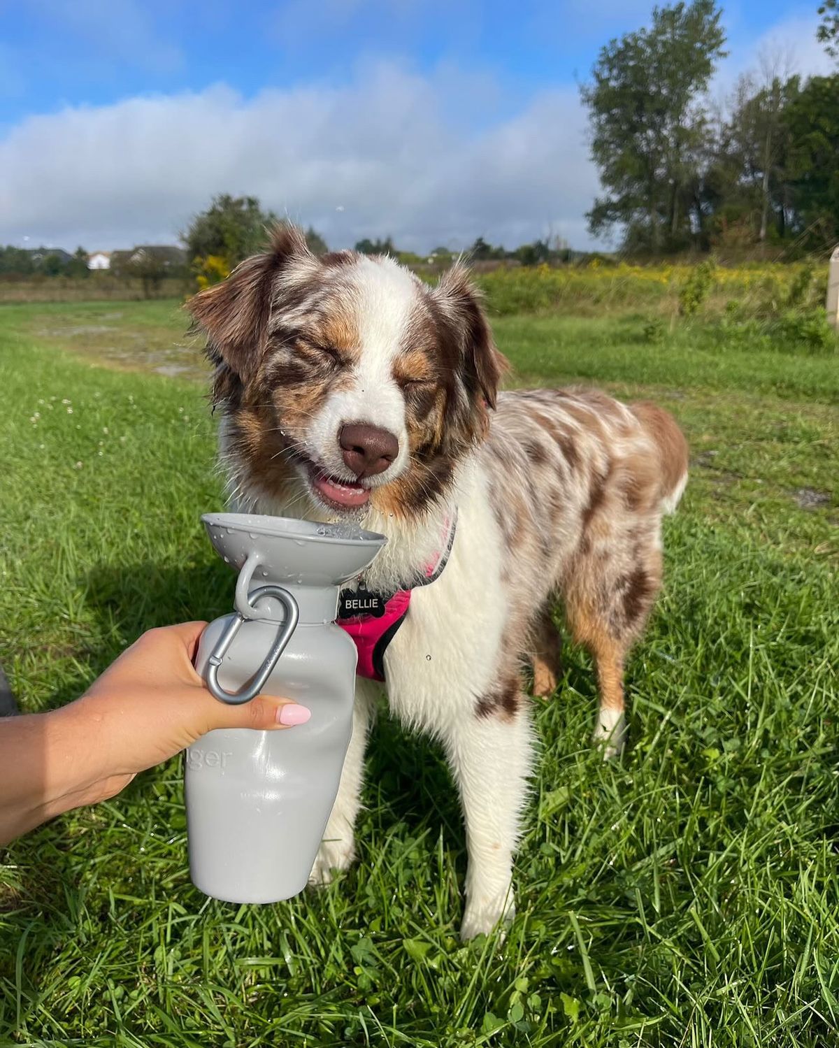 Pets enjoying an outdoor journey