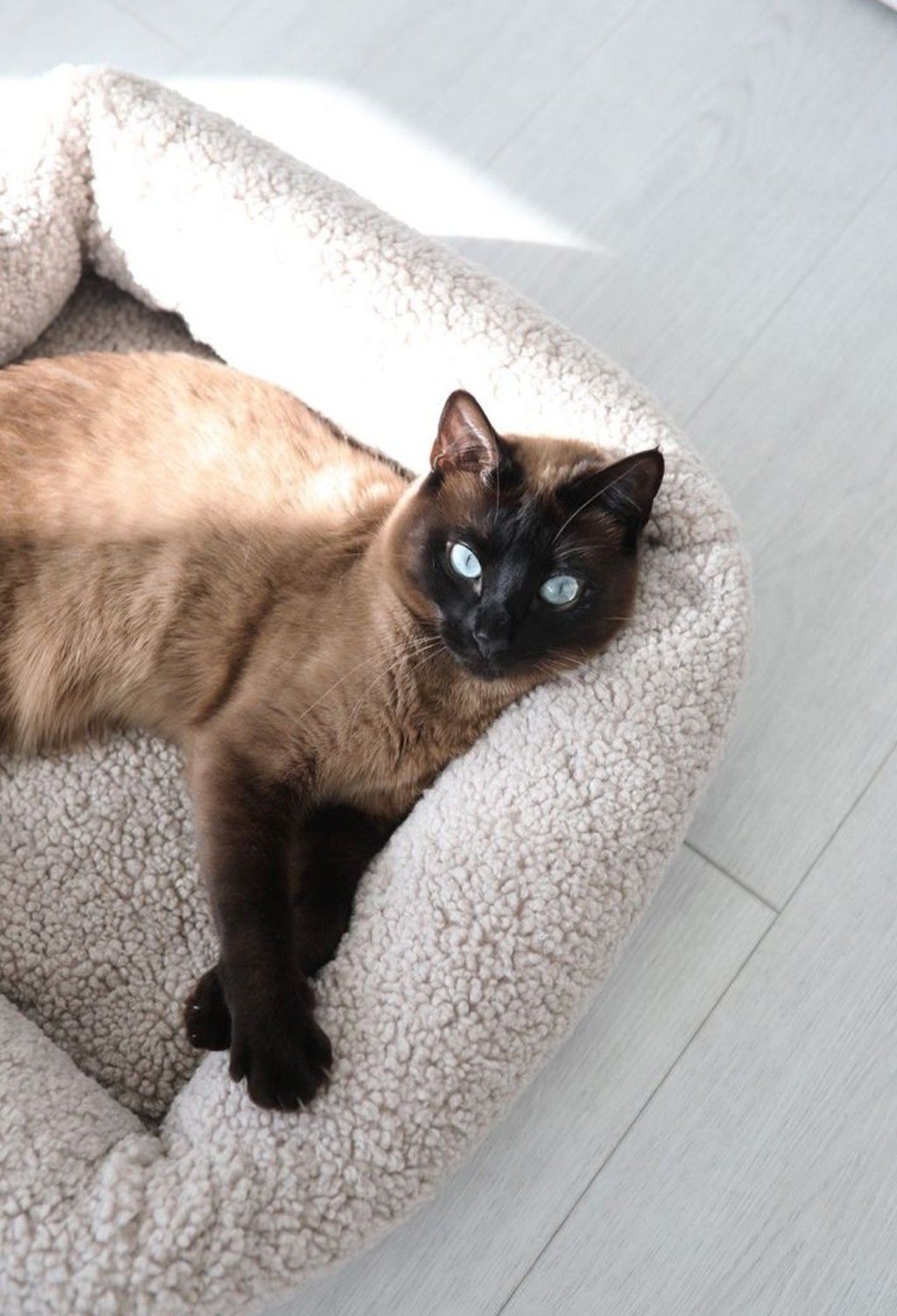 Playful everyday moments with pets